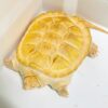 Albino-Schnappschildkröte zu verkaufen