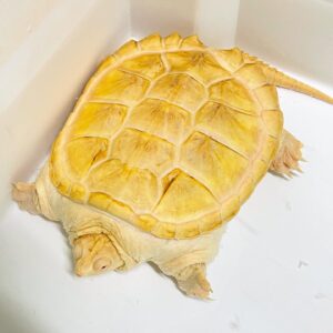 Albino-Schnappschildkröte zu verkaufen