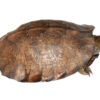 Asiatische Blattschildkröte zu Verkaufen