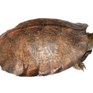 Asiatische Blattschildkröte zu Verkaufen