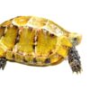 Beeindruckte Schildkröte zu Verkaufen
