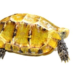 Beeindruckte Schildkröte zu Verkaufen