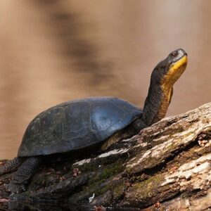 Blandings Schildkröte zu Verkaufen
