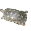 Breitrandschildkröte zu Verkaufen