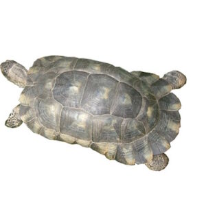 Breitrandschildkröte zu Verkaufen