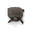 Burmesische Bergschildkröte zu Verkaufen