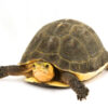 Chinesische Dosenschildkröte zu verkaufen