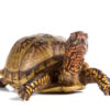 Dreizehen Dosenschildkröte zu Verkaufen