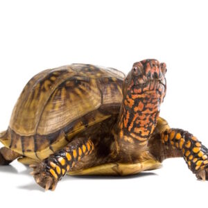 Dreizehen Dosenschildkröte zu Verkaufen
