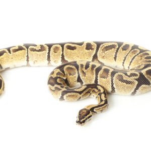 Feuerballpython zu Verkaufen