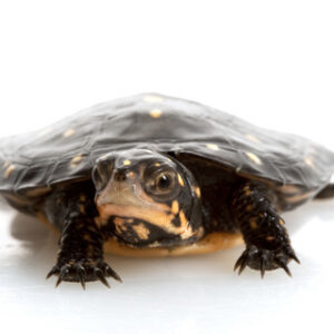 Gefleckte Schildkröte zu verkaufen