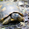 Gelbfußschildkröte zu verkaufen