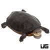 Gibba Schildkröte zu verkaufen