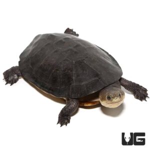 Gibba Schildkröte zu verkaufen