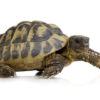 Griechische Landschildkröte zu Verkaufen