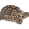 Griechische Landschildkröte zu Verkaufen