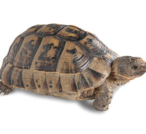 Griechische Landschildkröte zu Verkaufen