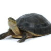 Indonesische Dosenschildkröte zu Verkaufen