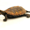 Japanische Zierschildkröte zu Verkaufen
