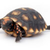 Kirschkopf Rotfußschildkröte zu Verkaufen