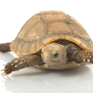 Längliche Schildkröte zu Verkaufen