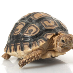 Leopardenschildkröte zu Verkaufen