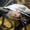 Neuguinea Seitenhalsschildkröte zu Verkaufen