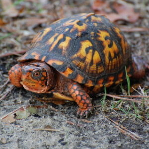 Östliche Dosenschildkröte zu verkaufen