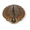 Pearl River Landkartenschildkröte zu Verkaufen