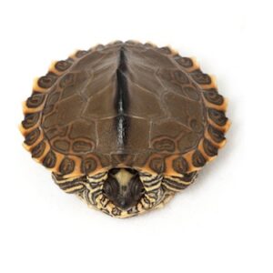 Pearl River Landkartenschildkröte zu Verkaufen