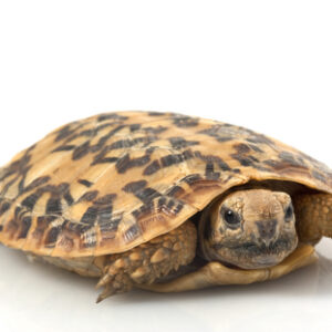 Pfannkuchenschildkröte zu Verkaufen