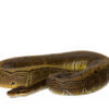 Pinstripe Ball Python zu Verkaufen