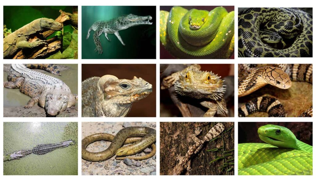 Reptilien Kaufen