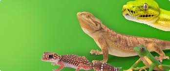 Reptilien Kaufen