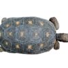 Rotfußschildkröte zu Verkaufen