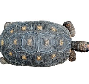 Rotfußschildkröte zu Verkaufen