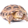 Russische Landschildkröte zu Verkaufen