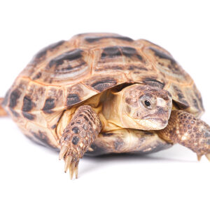 Russische Landschildkröte zu Verkaufen