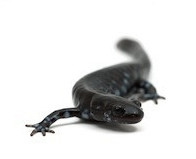 Salamander zu verkaufen