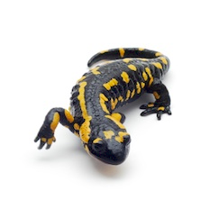 Salamander zu verkaufen