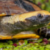 Schildkröte mit verdrehtem Hals zu Verkaufen