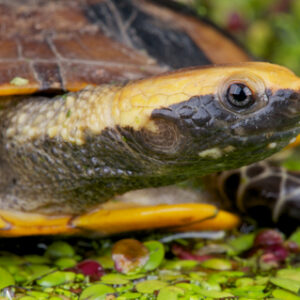 Schildkröte mit verdrehtem Hals zu Verkaufen