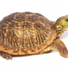Schmuck Dosenschildkröte zu Verkaufen