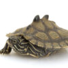 Schwarze Knubbelschildkröte zu verkaufen