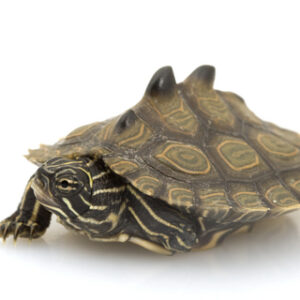 Schwarze Knubbelschildkröte zu verkaufen