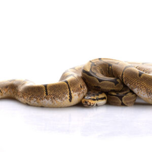Spider Ball Python zu Verkaufen