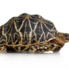 Sternschildkröte zu Verkaufen