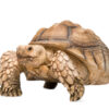 Sulcata Schildkröte zu verkaufen