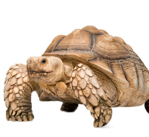 Sulcata Schildkröte zu verkaufen