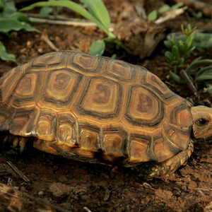 Wald Scharnierschildkröte zu verkaufen